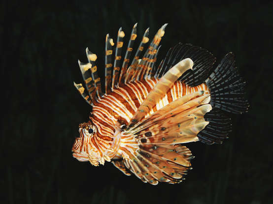 33. What is the average size of the lionfish?