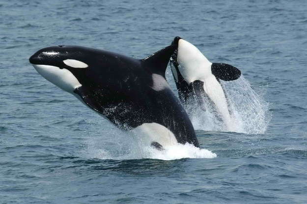 34. What is the maximum weight of the killer whale?