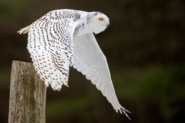 17. Which part of human body is best to hide when approaching the nest of a snowy owl?