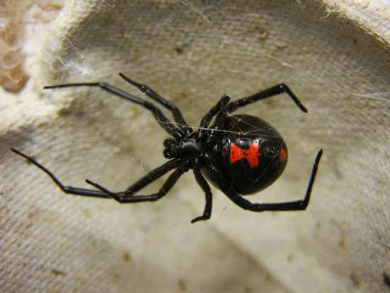 14. Females in which of the following species are far more dangerous than males?
