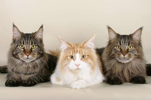 5. "I have three cats Fluffy, Scratch and Pinky." What is missing in this sentence?