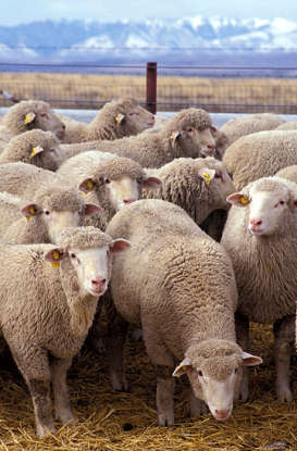 38. "The flock of sheep slept on the muddy pasture." What is the collective noun in this sentence?