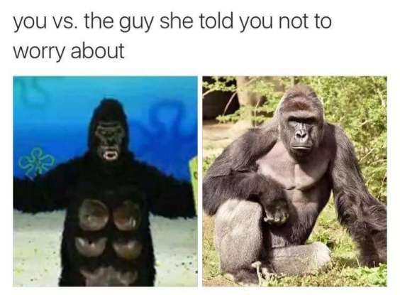 20. Which gorilla became a meme after his death in 2016?