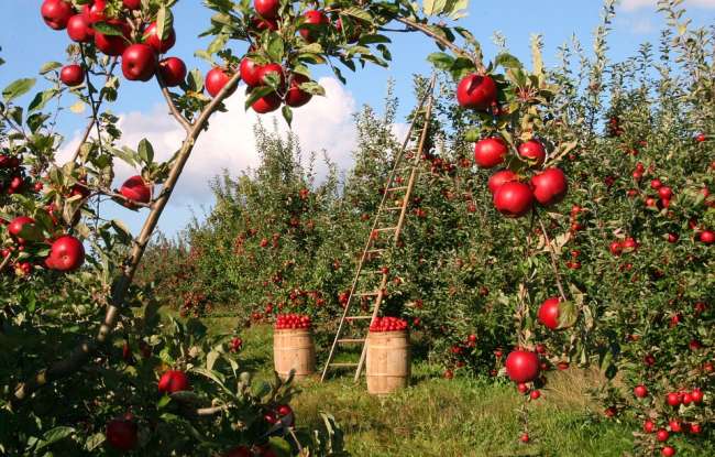 29. 3 kilograms of apples cost $9 and 5 kilograms cost $15. How much is a kilogram of apples worth?