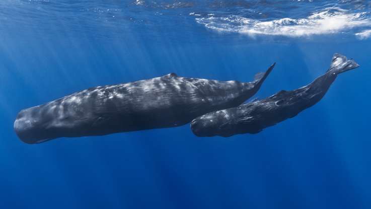 7. Which deepwater creature is this?