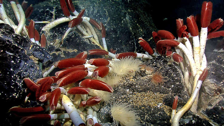 9. Which deepwater creature is this?