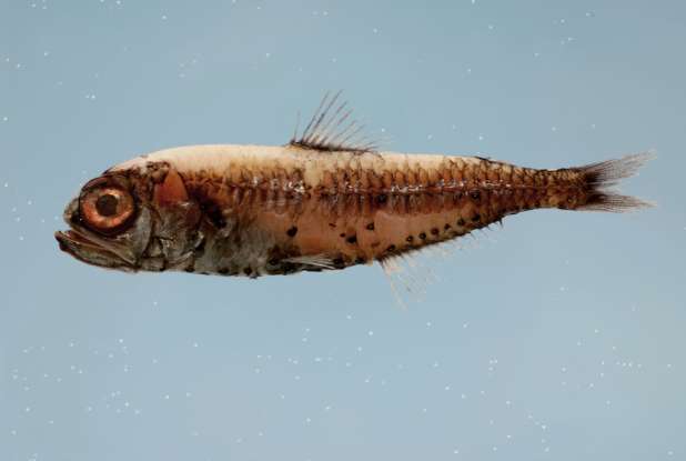 8. Which deepwater creature is this?