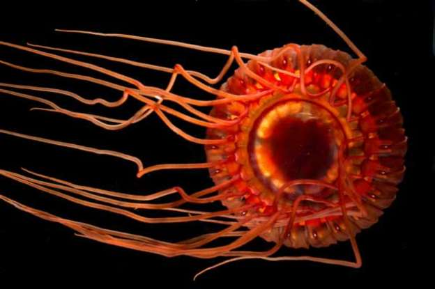 12. Which deepwater creature is this?