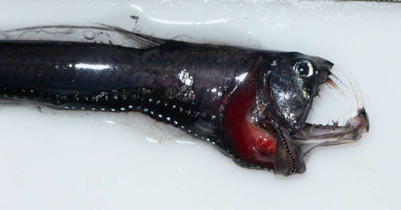 13. Which deepwater creature is this?
