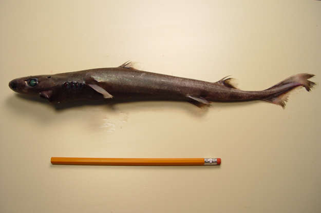 20. Which deepwater creature is this?