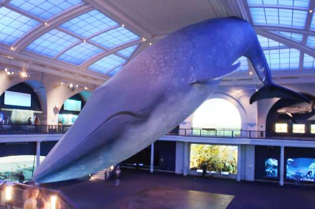 24. Which deepwater creature is this?