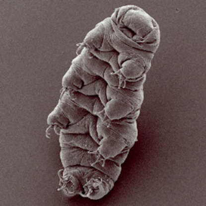 27. Which deepwater creature is this?