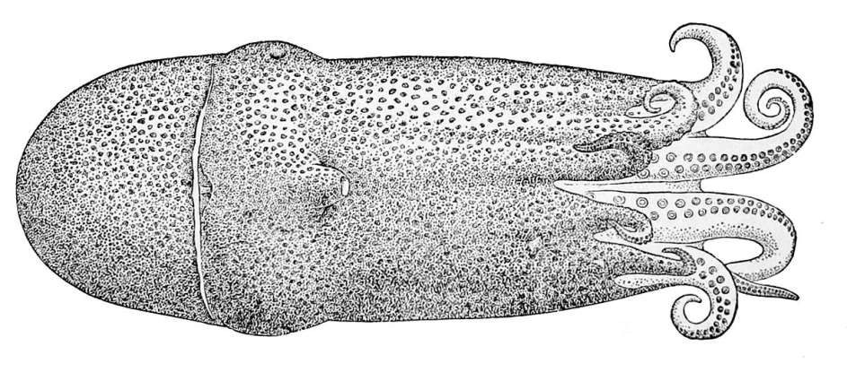 31. Which deepwater creature is this?