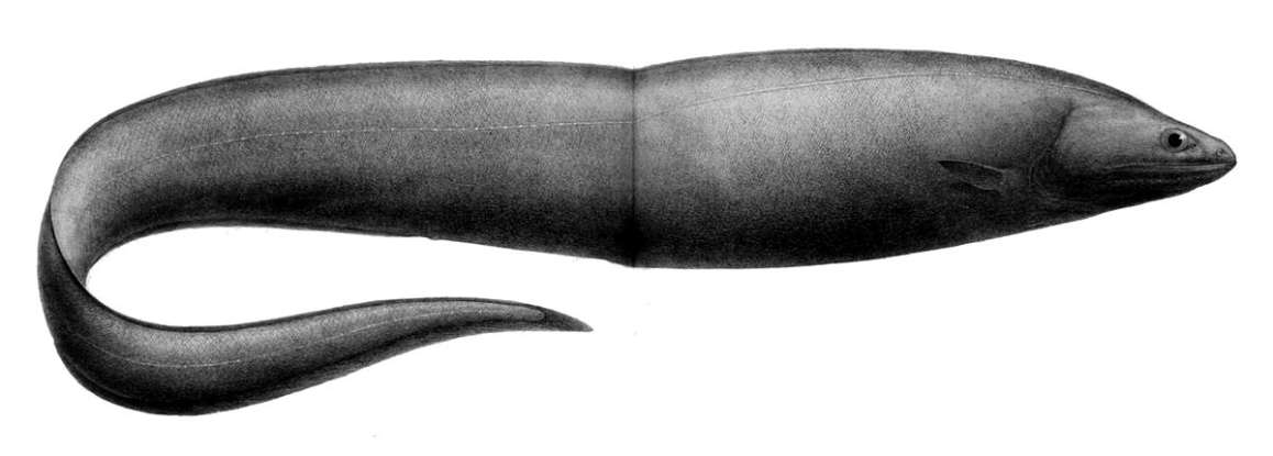 33. Which deepwater creature is this?