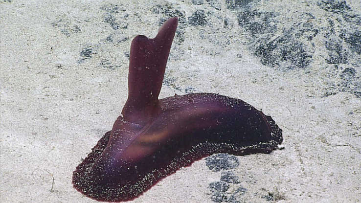 32. Which deepwater creature is this?