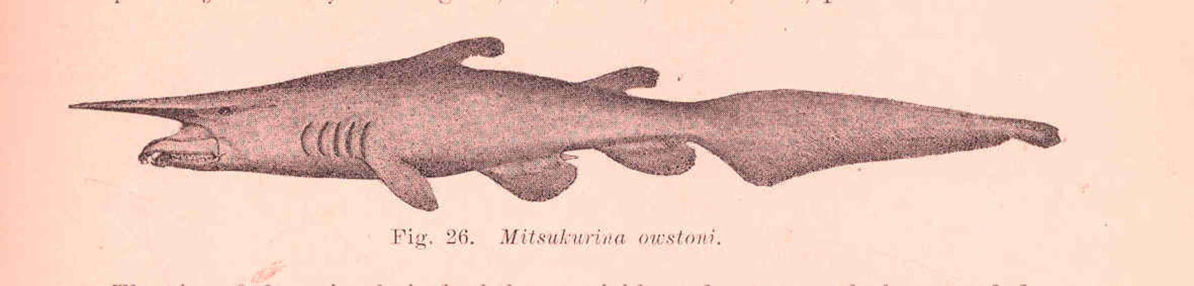1. Which deepwater creature is this?