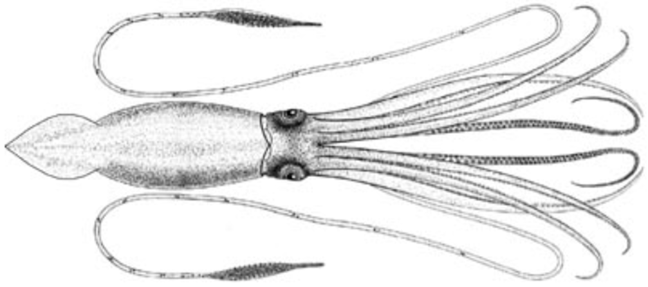 6. Which deepwater creature is this?