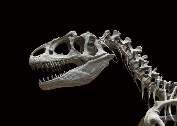 6. During which time period did dinosaurs emerge?