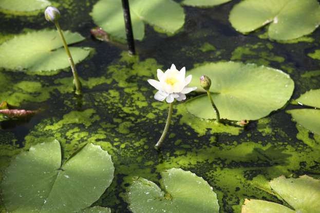 31. What type of organism is algae?