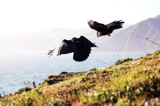 32. What type of bones do birds have?