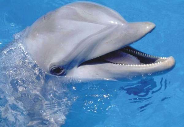 18. A bottlenose dolphin is the companion animal to Porter Ricks in which 60s show?