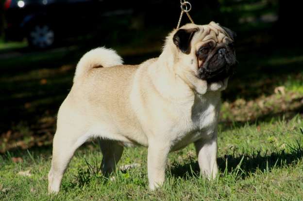 2. Which dog breed is this?