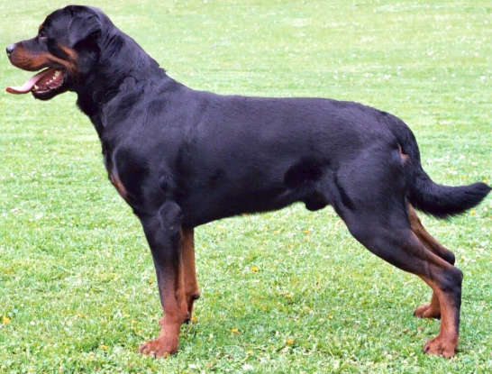 3. Which dog breed is this?