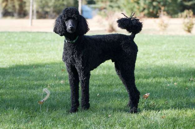 6. Which dog breed is this?