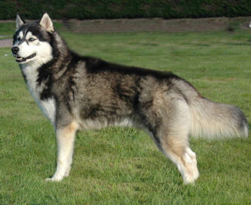 8. Which dog breed is this?