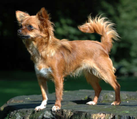 7. Which dog breed is this?