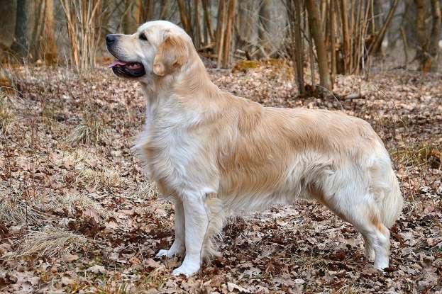 9. Which dog breed is this?