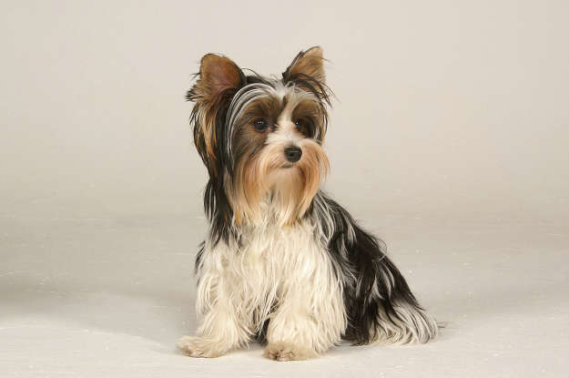 10. Which dog breed is this?