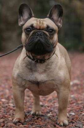 14. Which dog breed is this?
