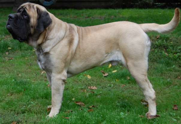 16. Which dog breed is this?