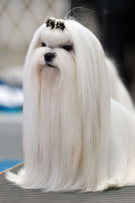 18. Which dog breed is this?