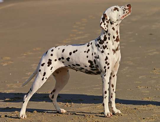 19. Which dog breed is this?