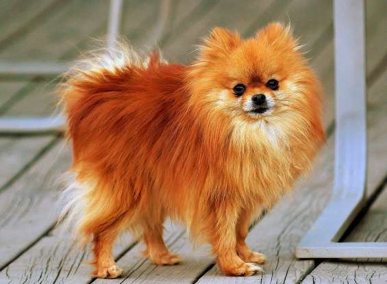 21. Which dog breed is this?