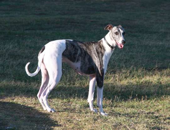 22. Which dog breed is this?
