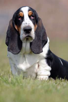 23. Which dog breed is this?