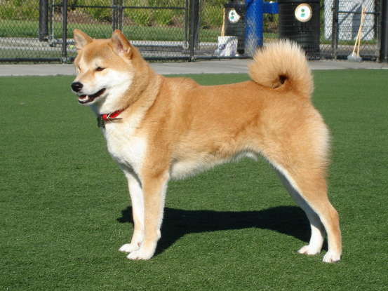 26. Which dog breed is this?