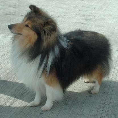 28. Which dog breed is this?