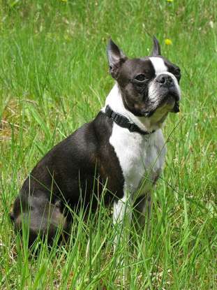 30. Which dog breed is this?