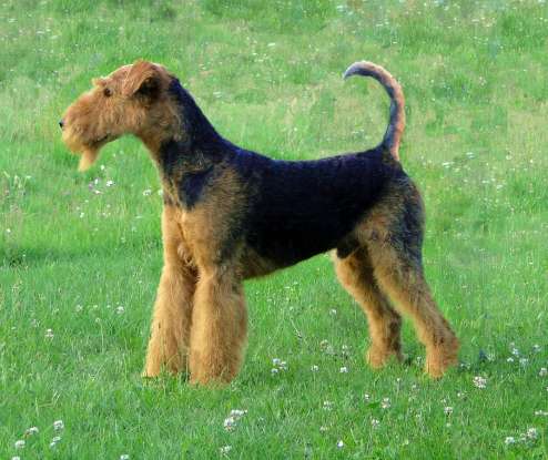 33. Which dog breed is this?