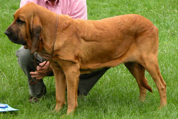 34. Which dog breed is this?