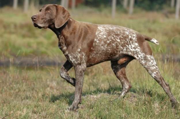 39. Which dog breed is this?