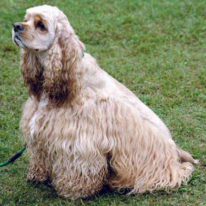 40. Which dog breed is this?
