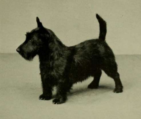 41. Which dog breed is this?