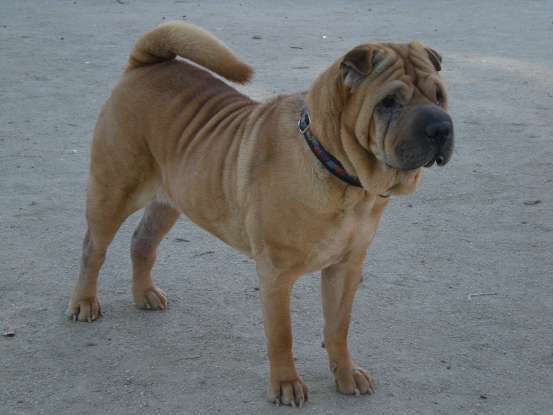42. Which dog breed is this?