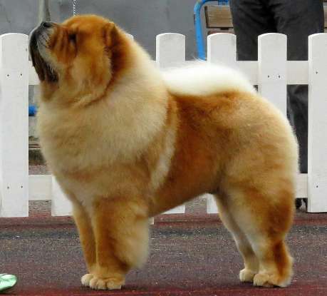 44. Which dog breed is this?