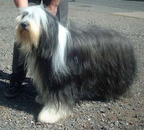 46. Which dog breed is this?